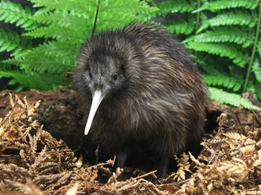 Pūkaha National Wildlife Centre